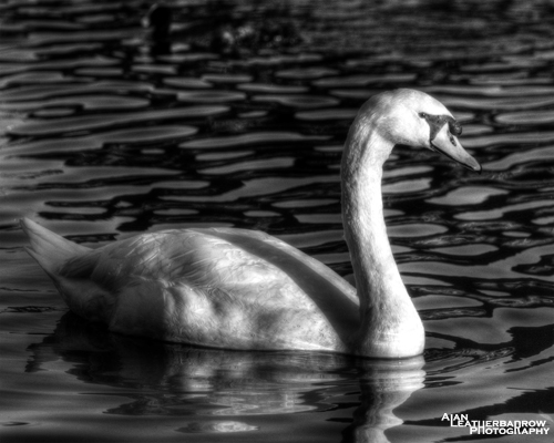 black and white nature photography. Black and White Swan